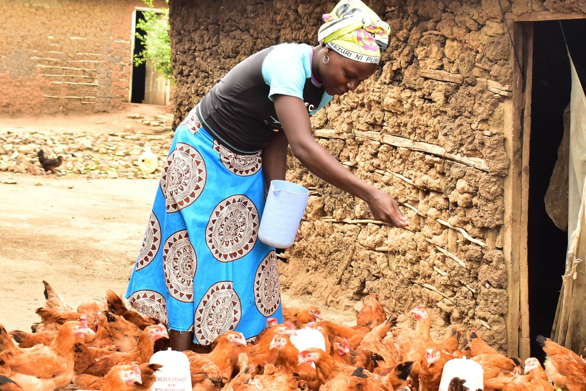 Feeding Chicken Banner