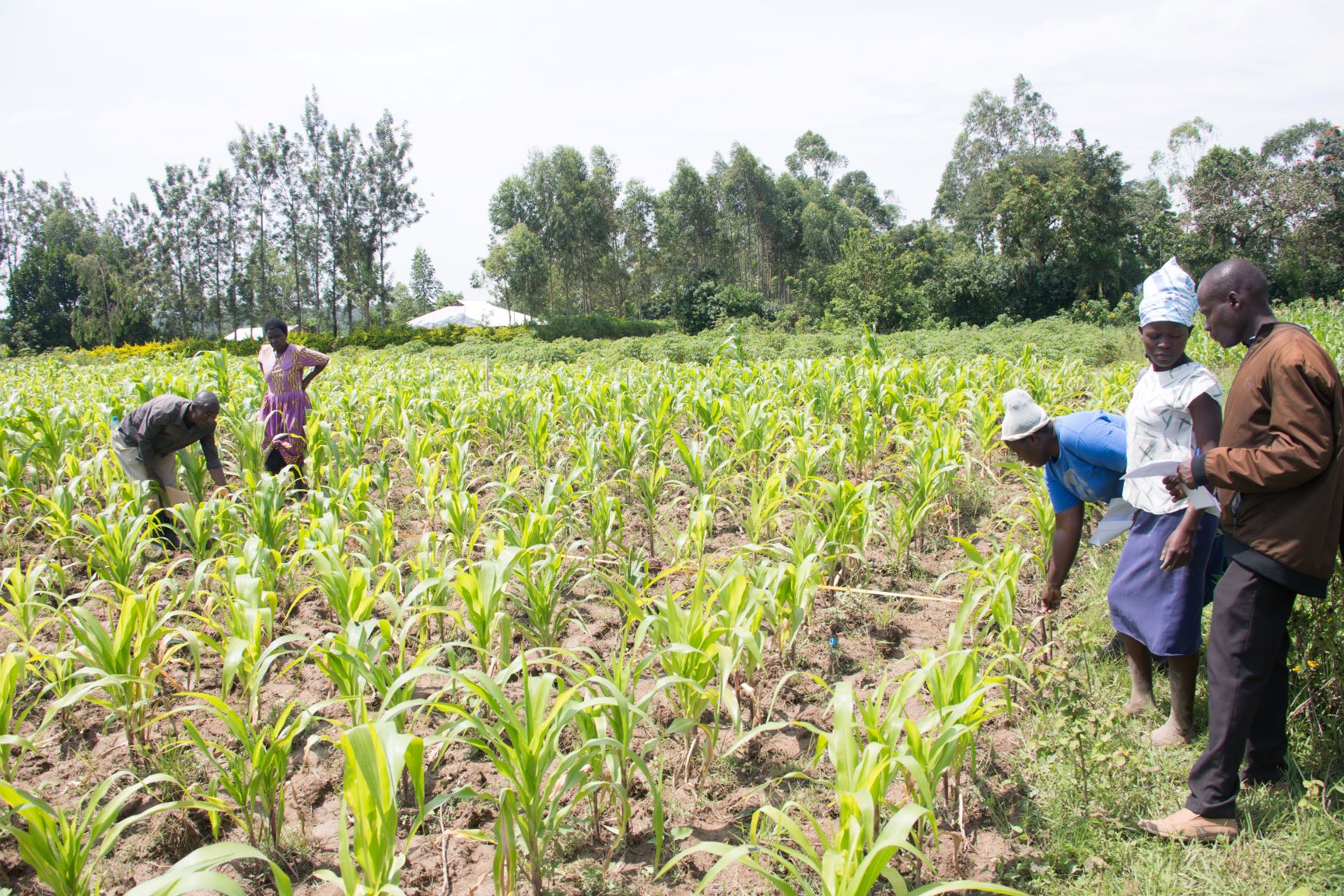 From soil to solution: A low-cost, farmer-led breakthrough against fall armyworm in Africa
