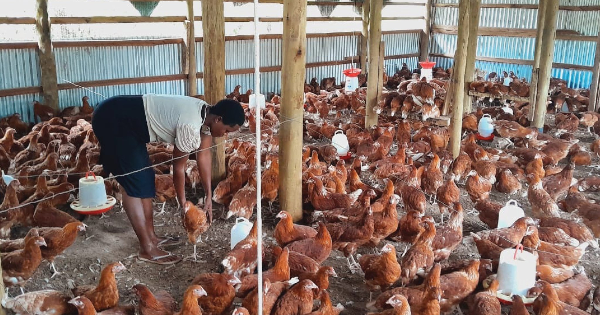 From training to enterprise: How Stacy is building a scalable poultry business