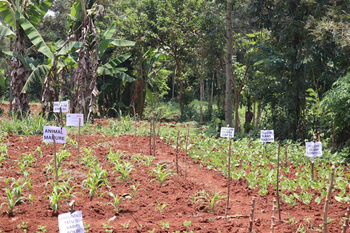 Cultivating success with process guides: How farmer-driven research is making bokashi more accessible and impactful