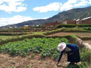 From pilot to scale: FIPS Africa and partners launch new three-year journey to strengthen agricultural systems in Madagascar