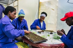 What happens when quality seed potatoes become accessible within farming communities?