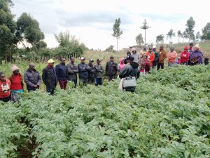 Optimising agronomic practices  for on-farm seed potato production